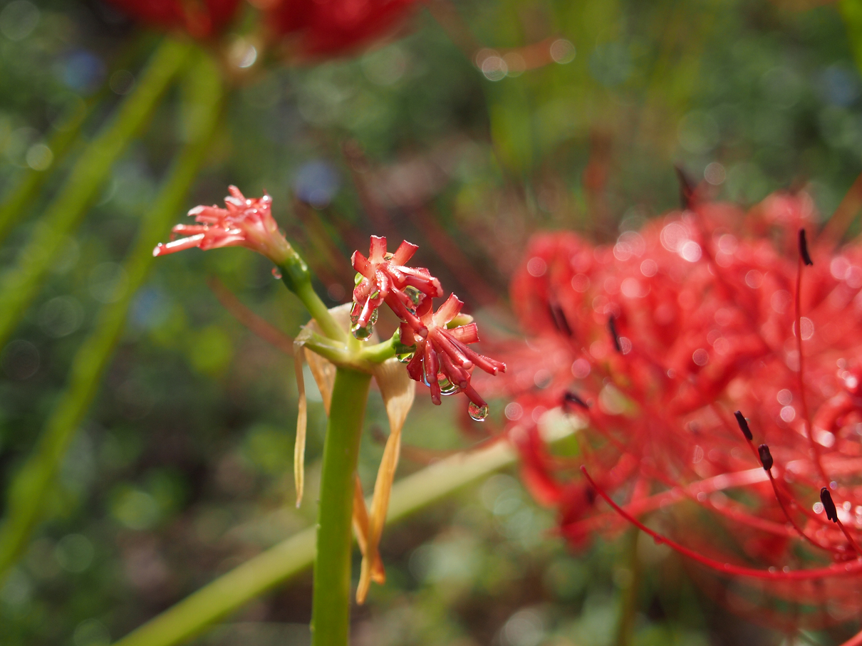 P9255008.jpg