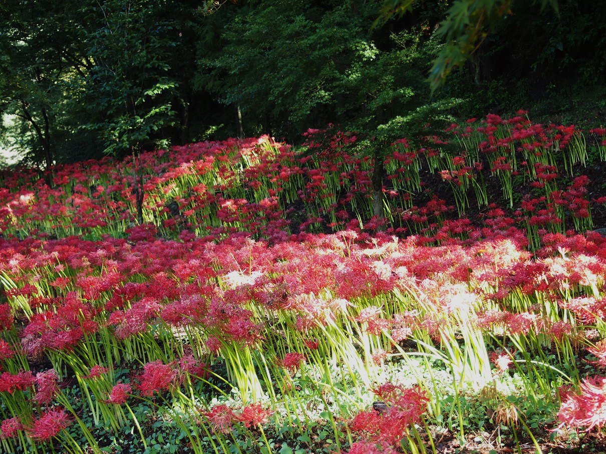 P9255020.jpg