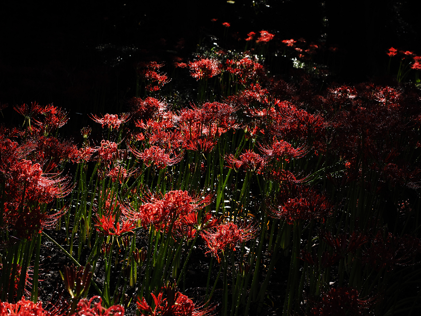 P9250362.jpg