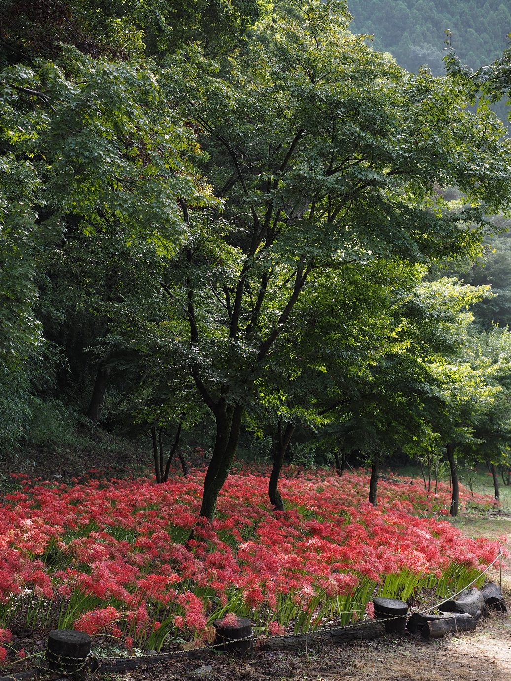 P9250399.jpg