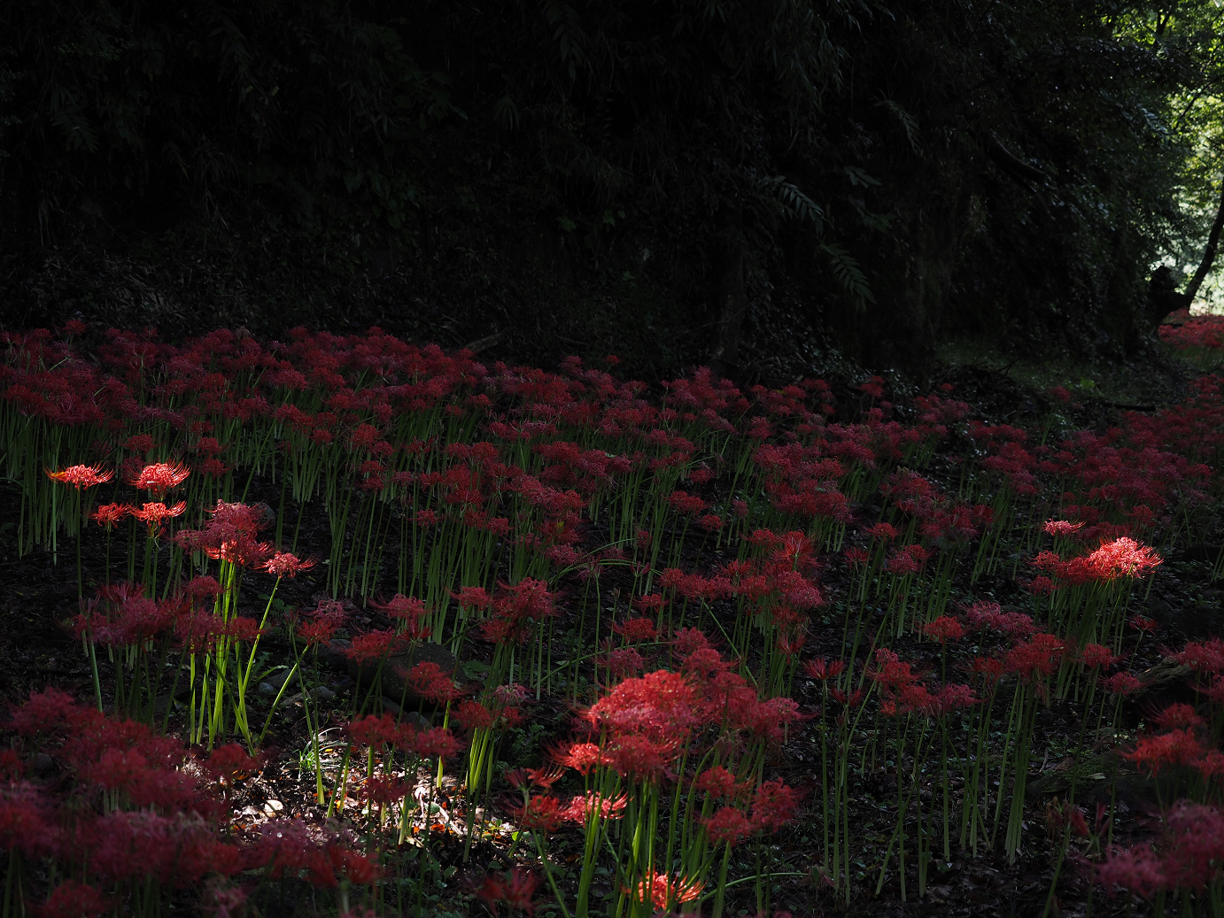 P9250491.jpg