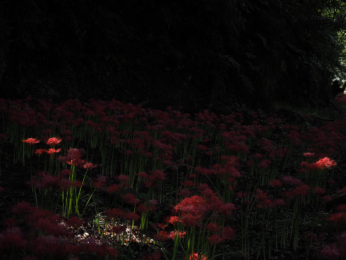 P9250492.jpg