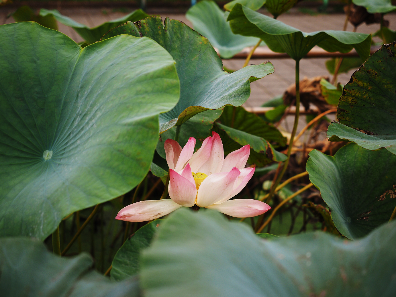 PA010116.jpg