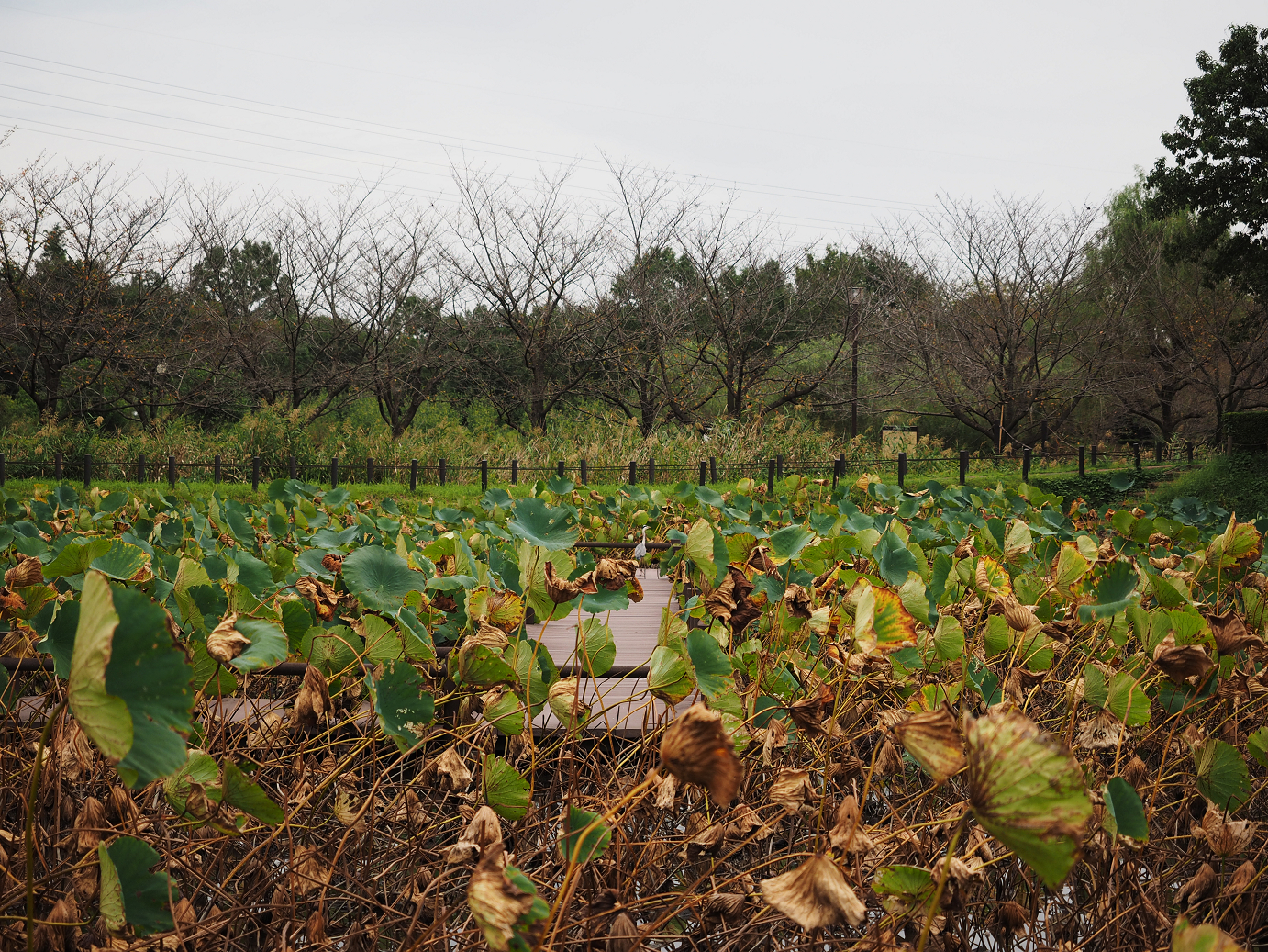 PA010120.jpg