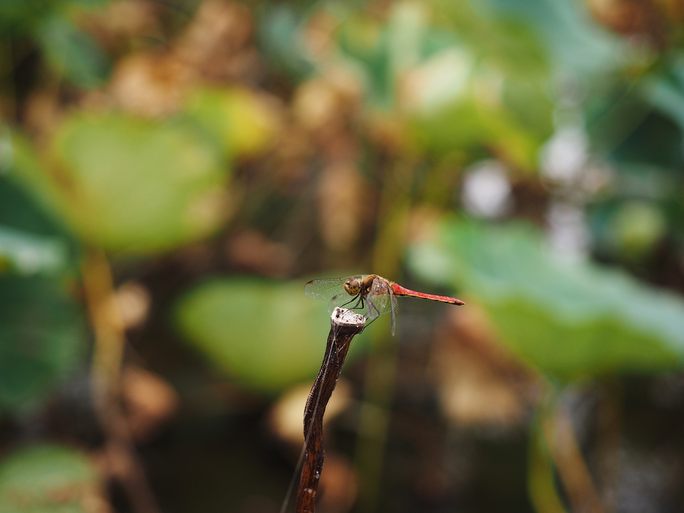 PA010133.jpg