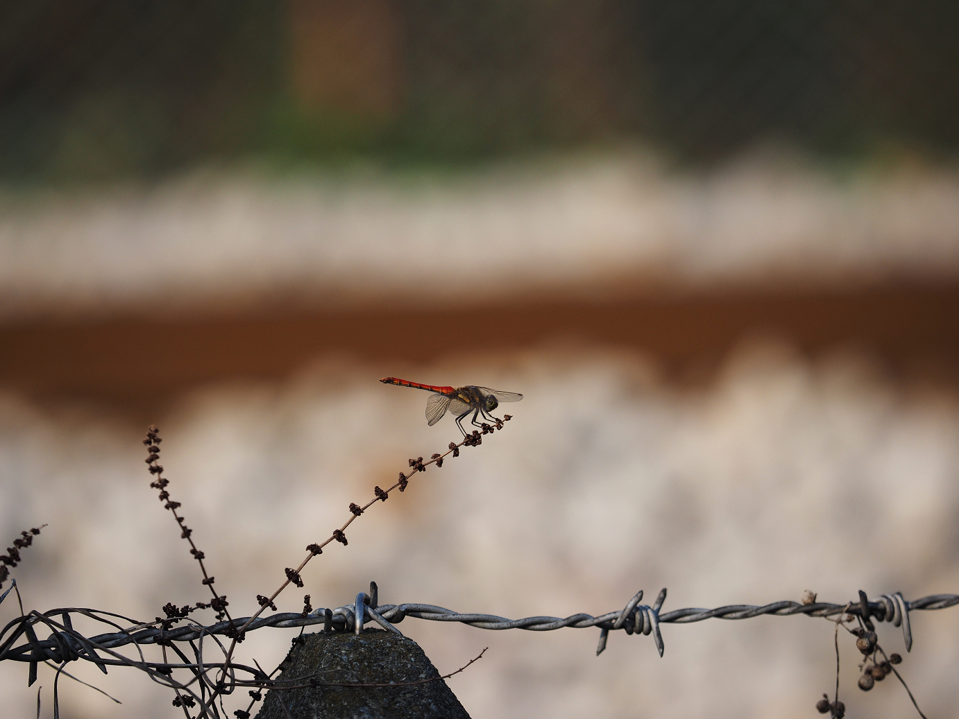 PA020517.jpg