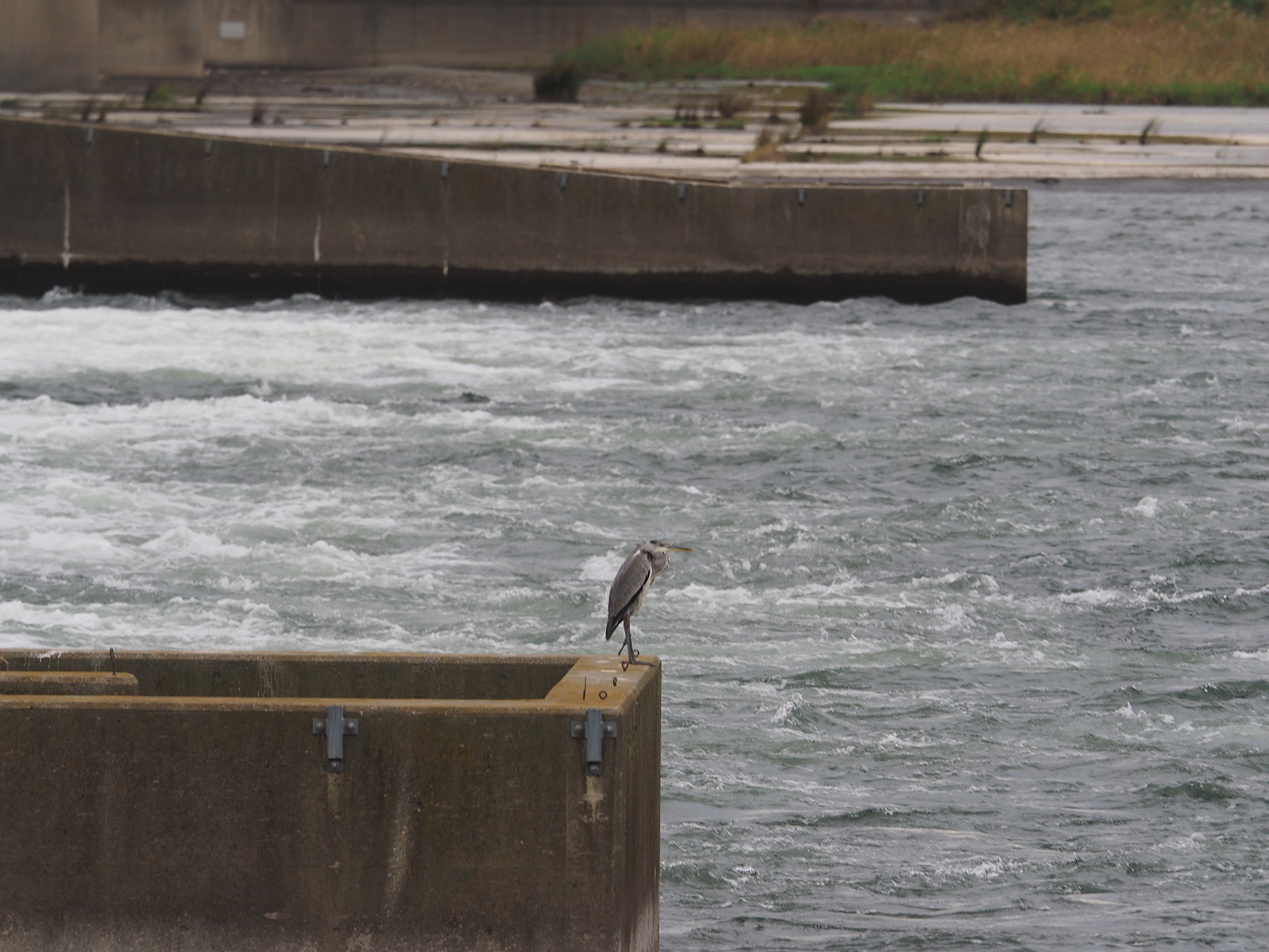 PA090545.jpg