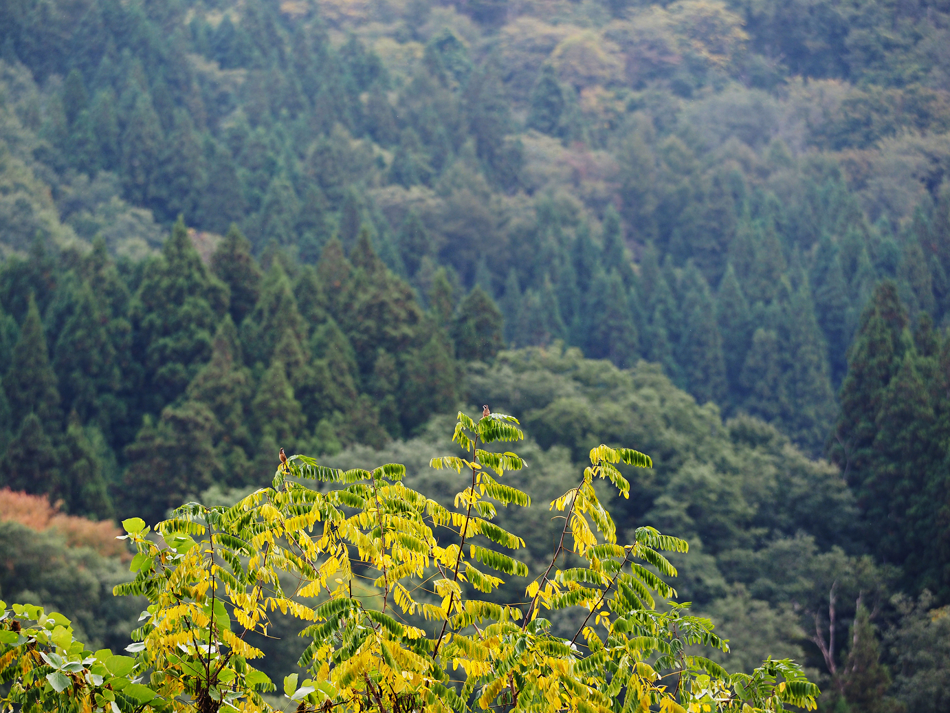 PA190080.jpg
