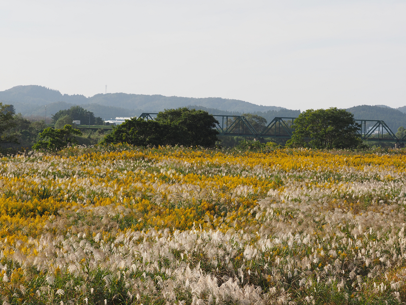 PA190388.jpg