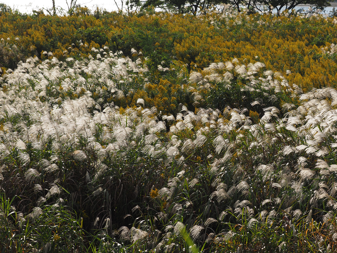 PA190392.jpg