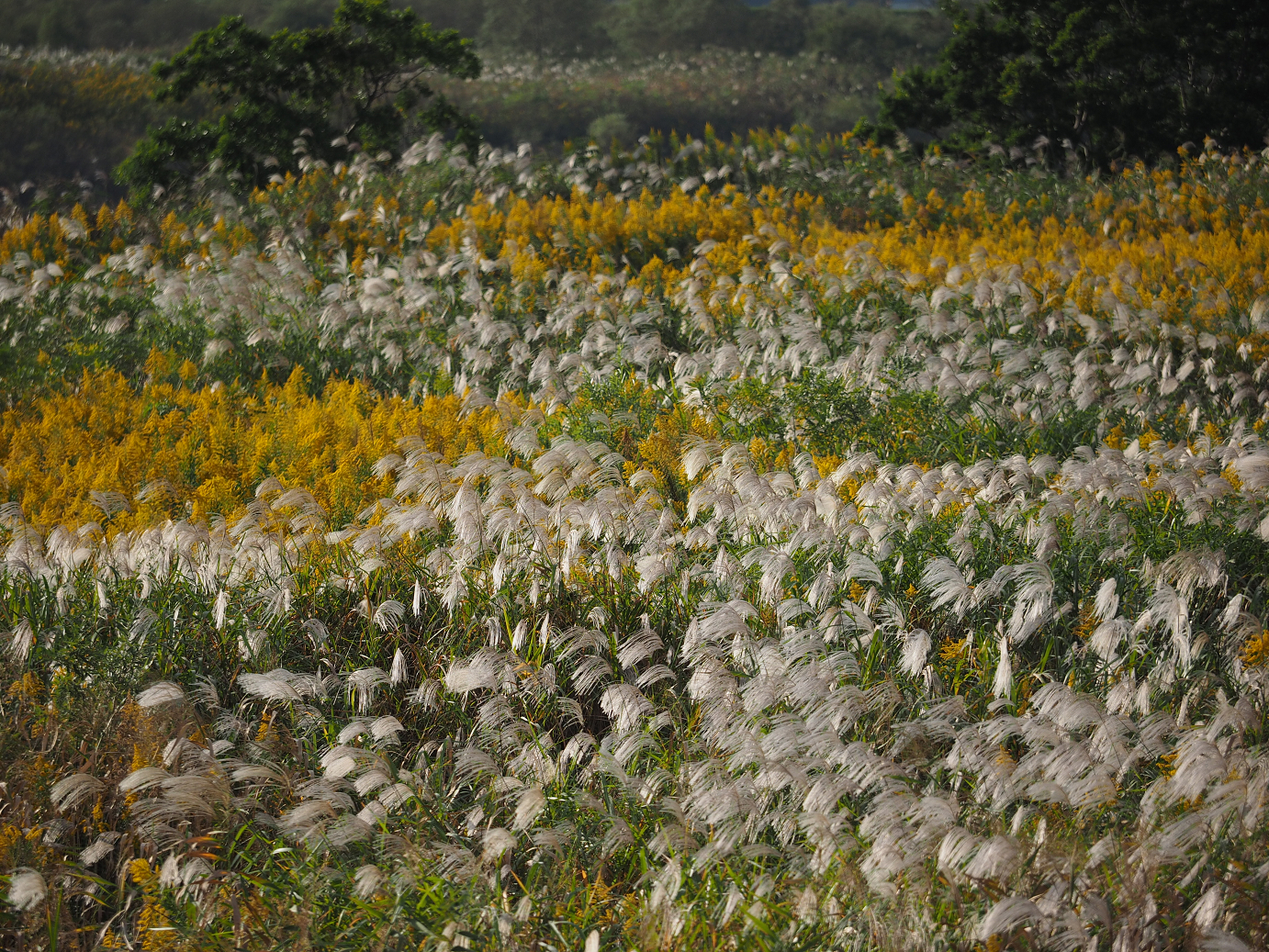 PA190393.jpg
