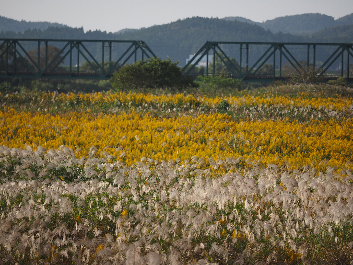 PA190394.jpg
