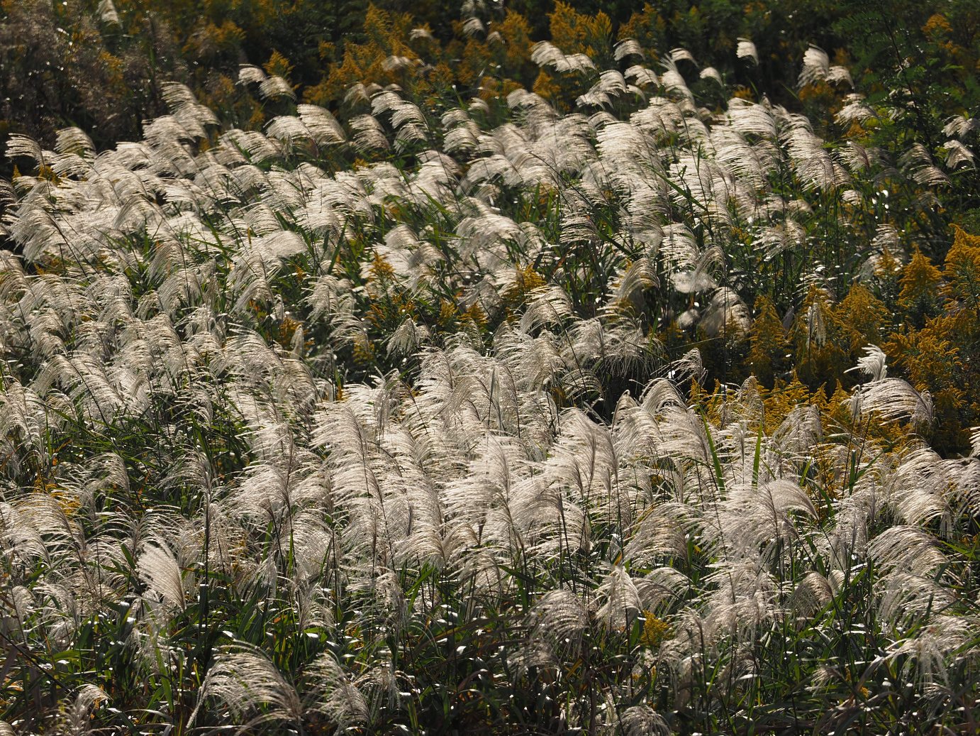 PA190397.jpg