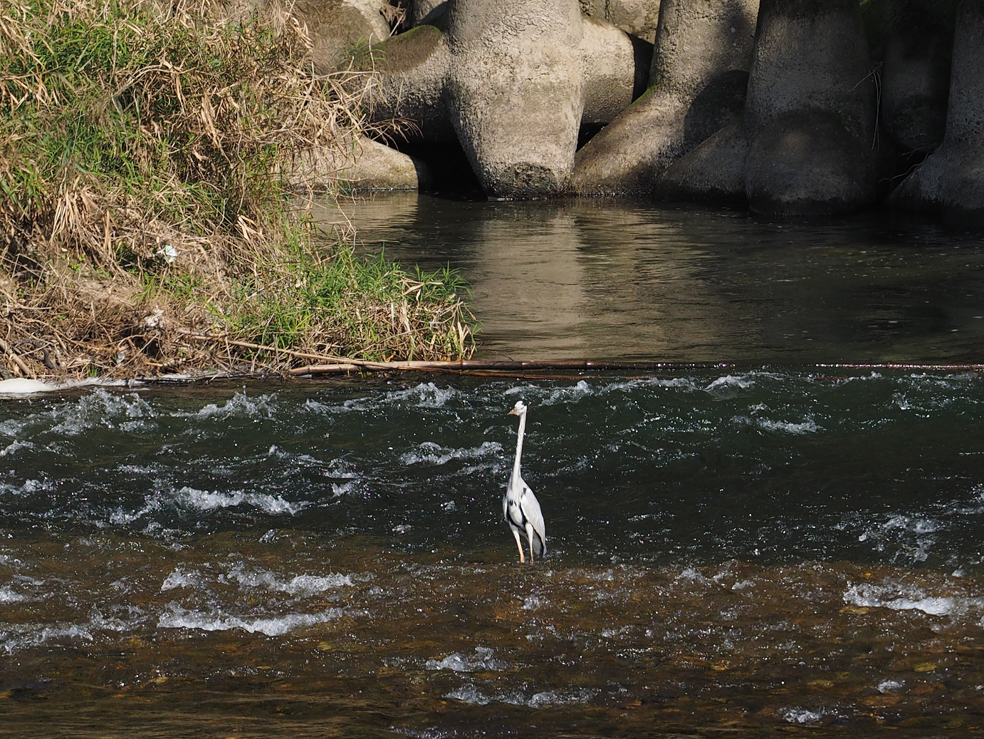PA261068.jpg