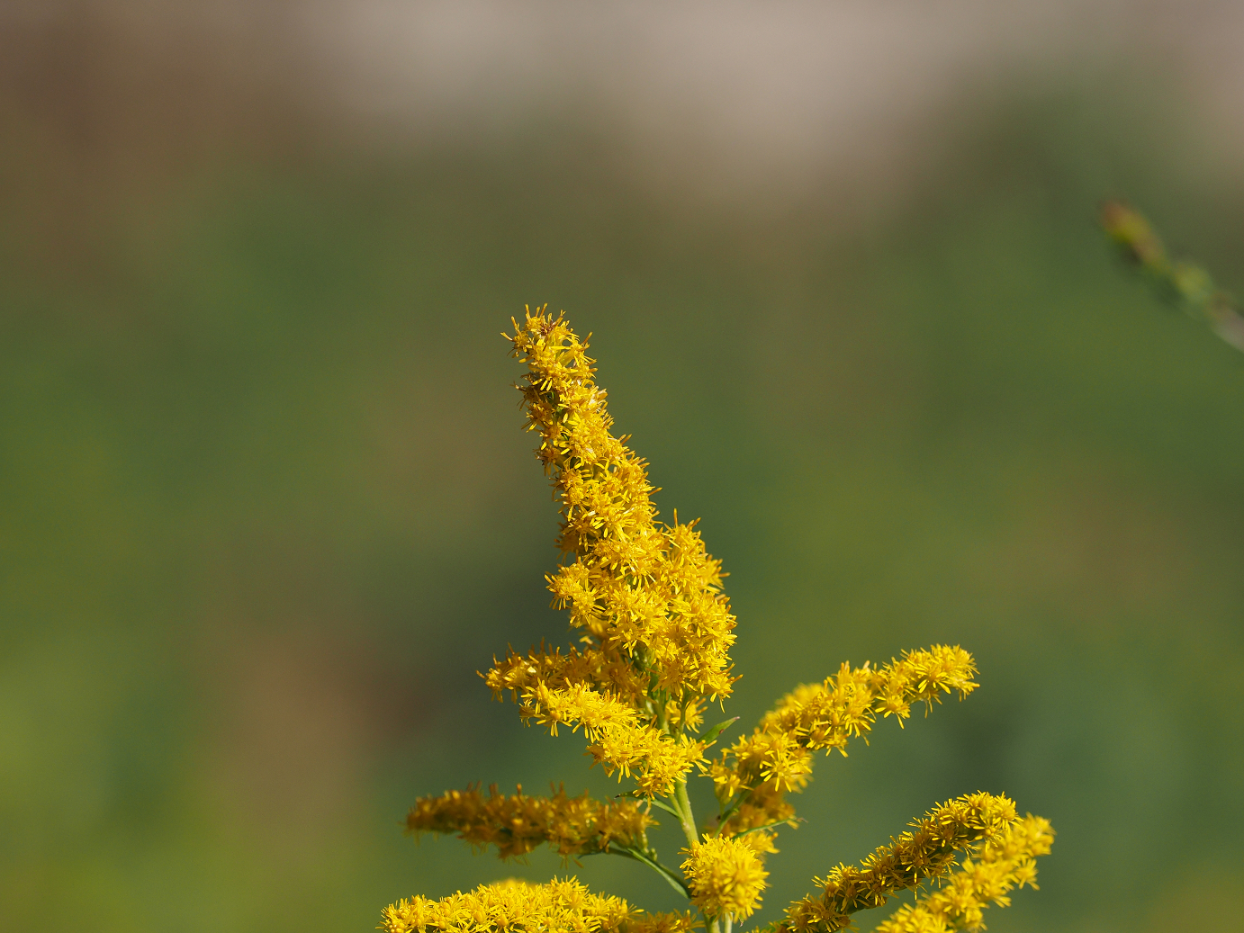 PA261072.jpg