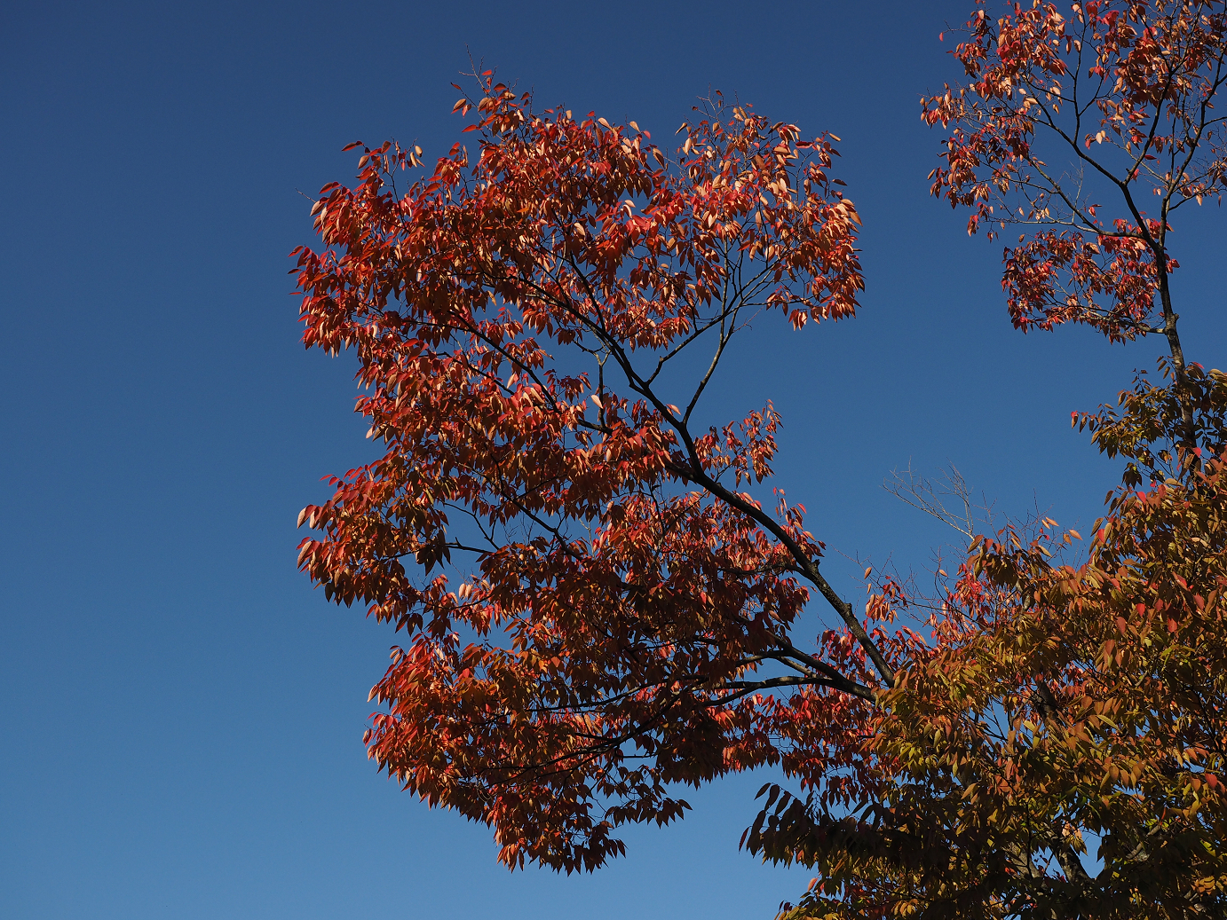 PA261097.jpg