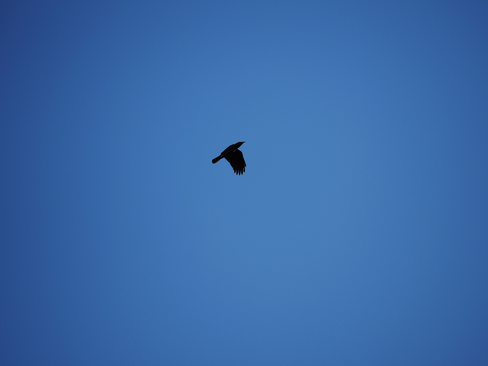 P1010134.jpg