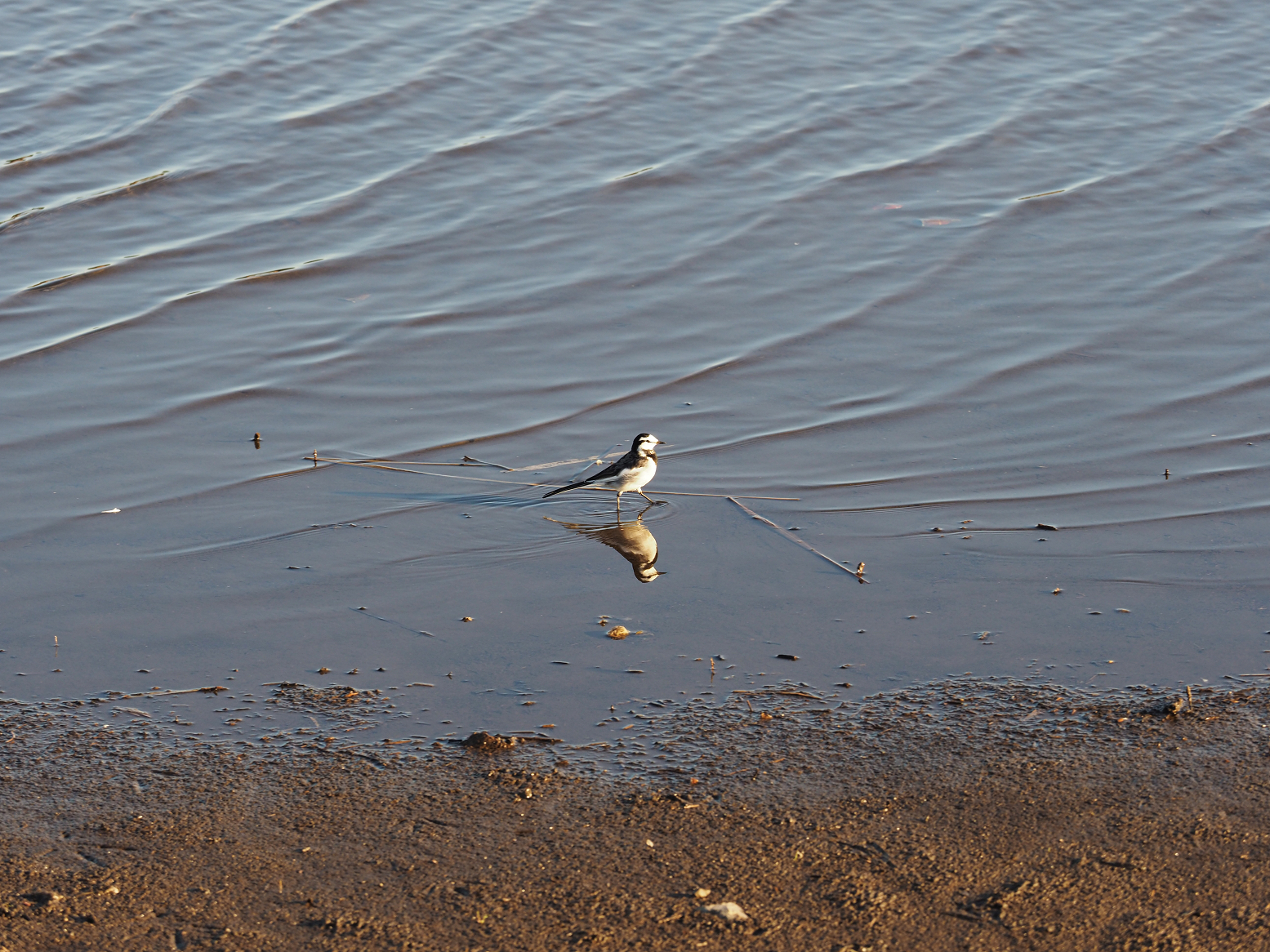 P1010151.jpg