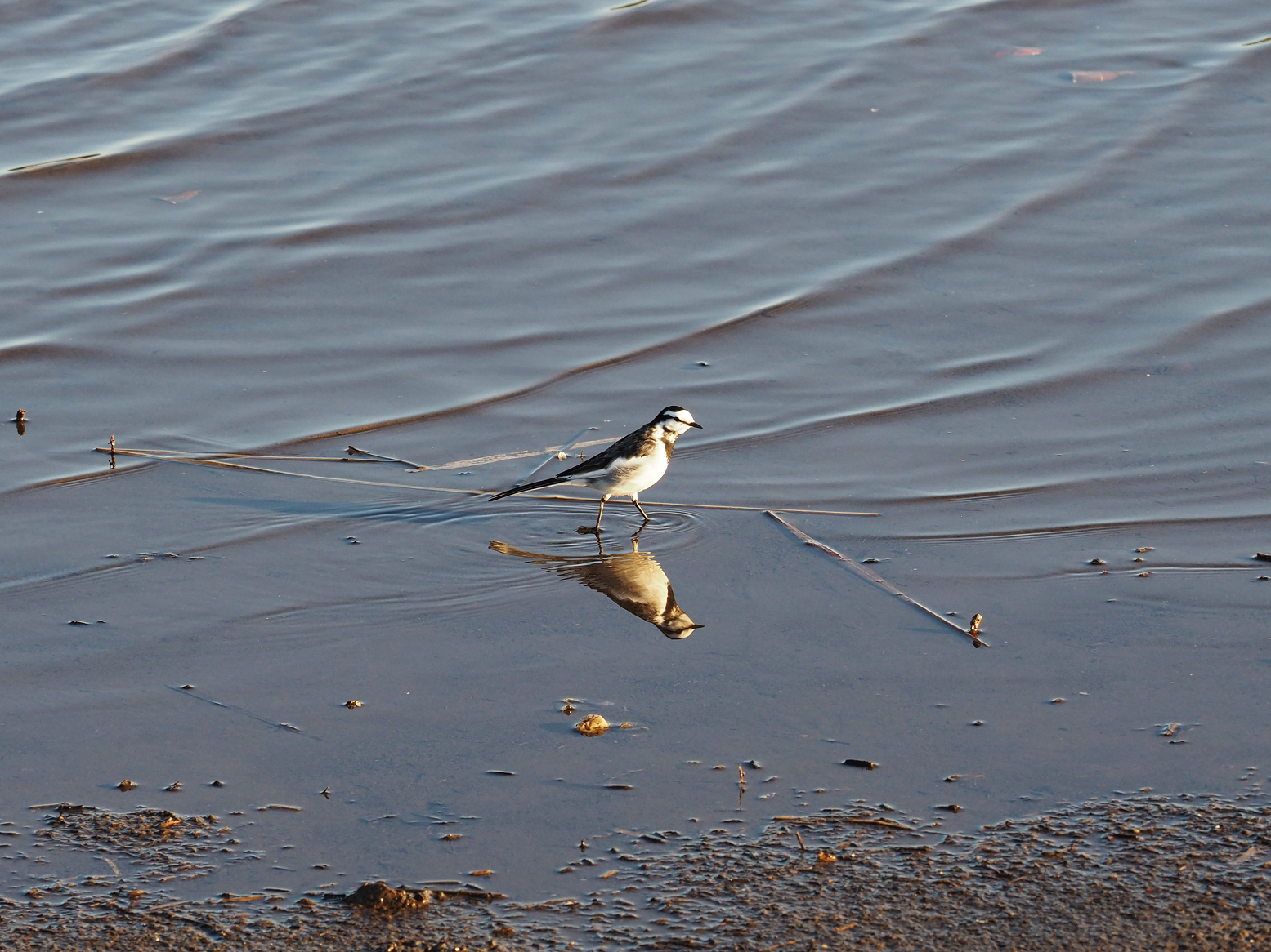 P1010152.jpg