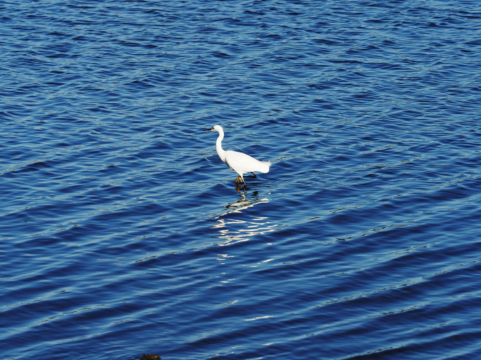 P1010238.jpg
