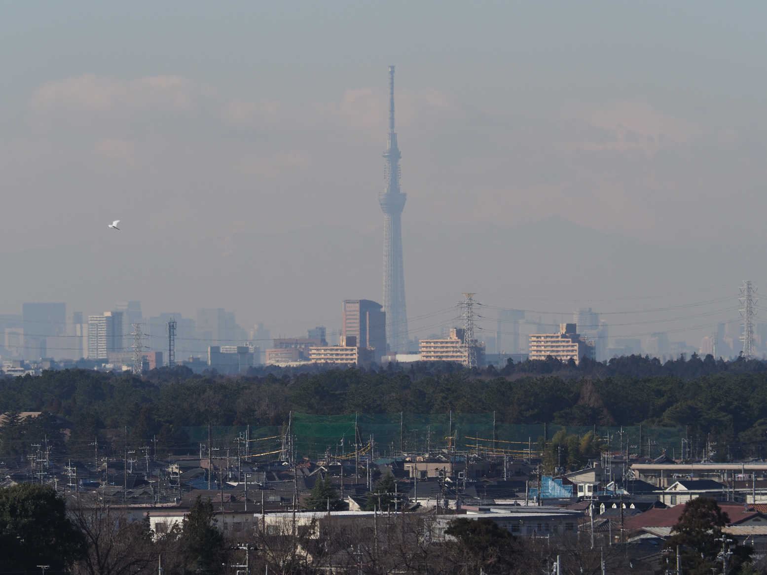 P1130021.jpg