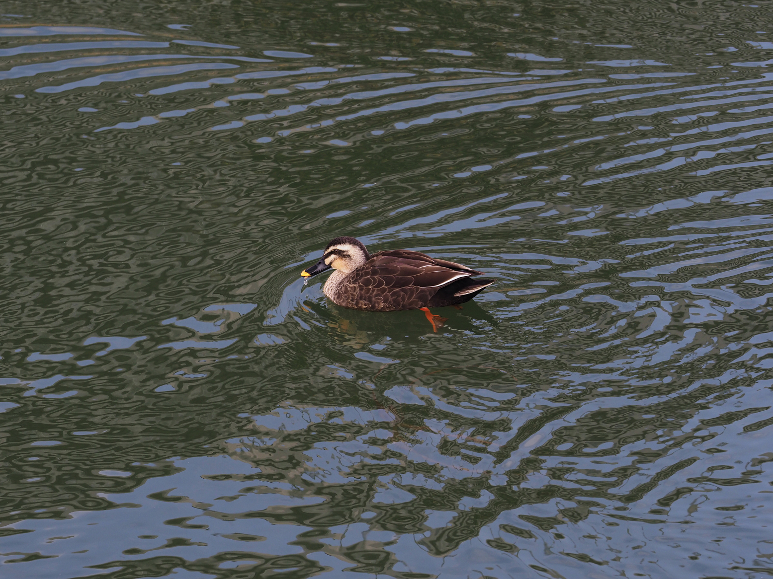 P2240251.jpg
