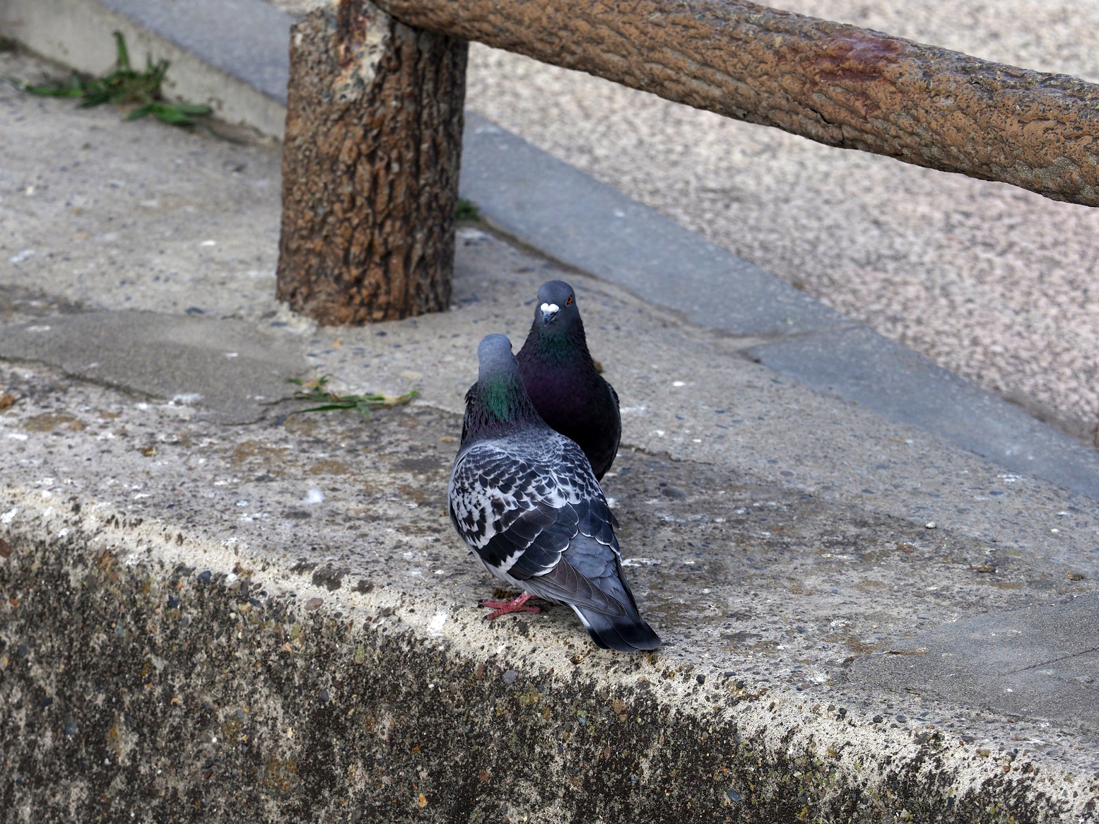 P2240263.jpg