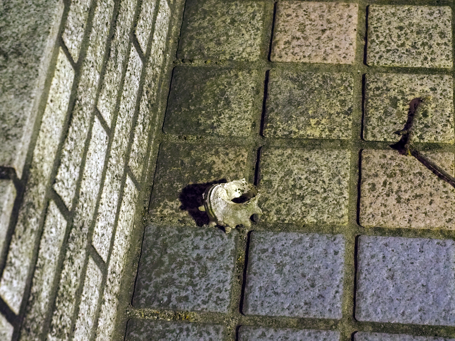 P2240447.jpg