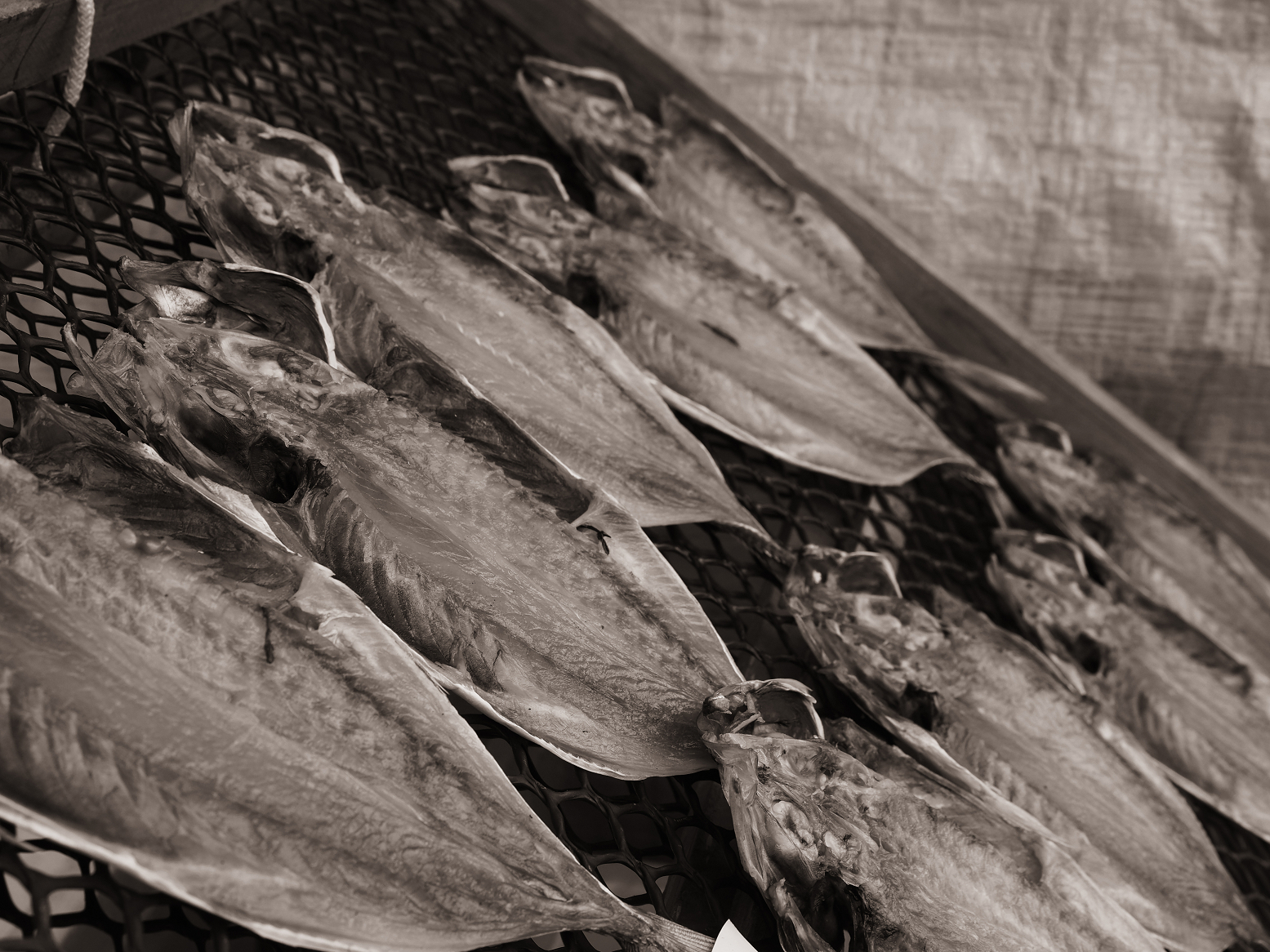 P2250529-.jpg