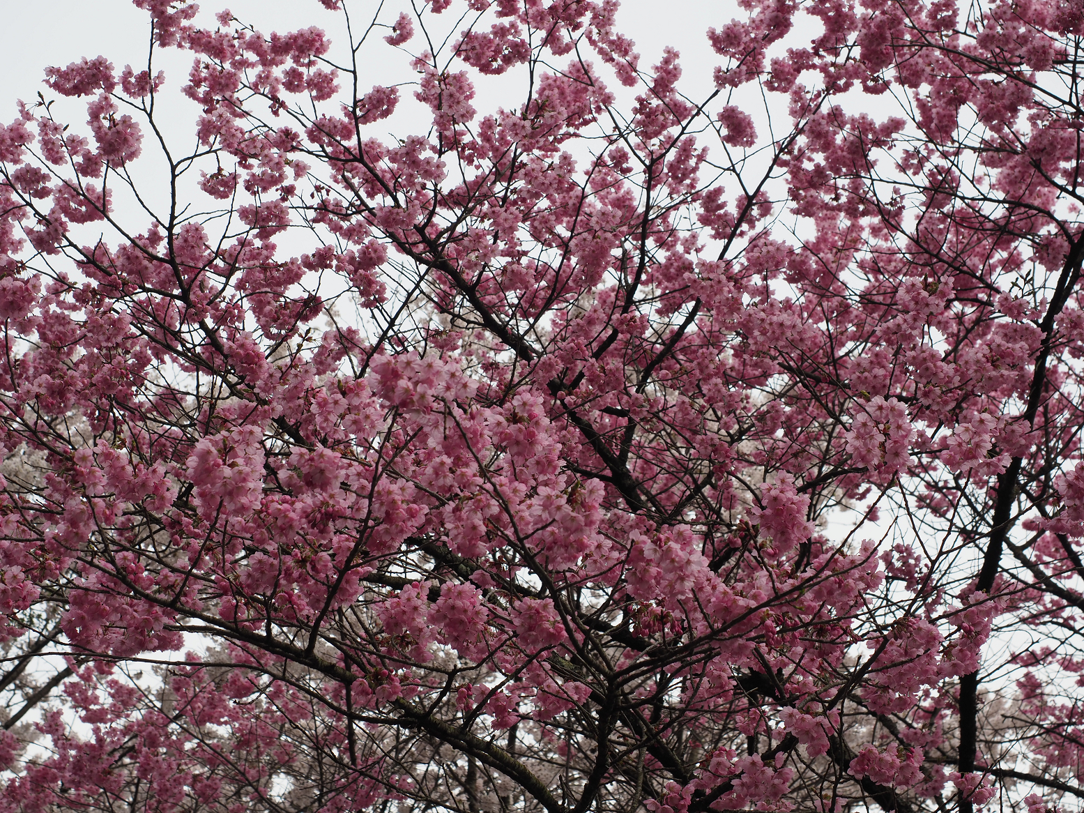 P4220139.jpg