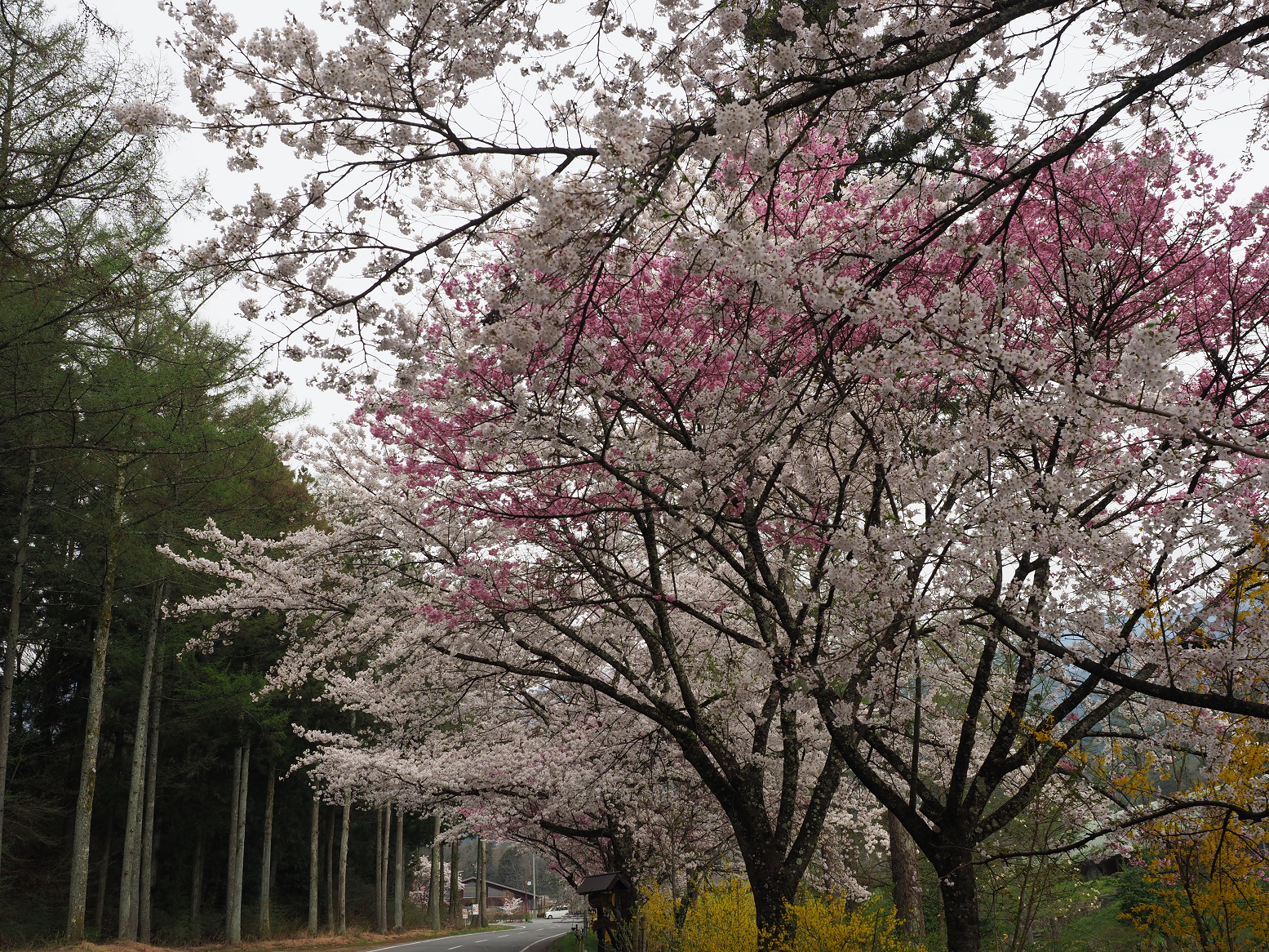 P4220140.jpg