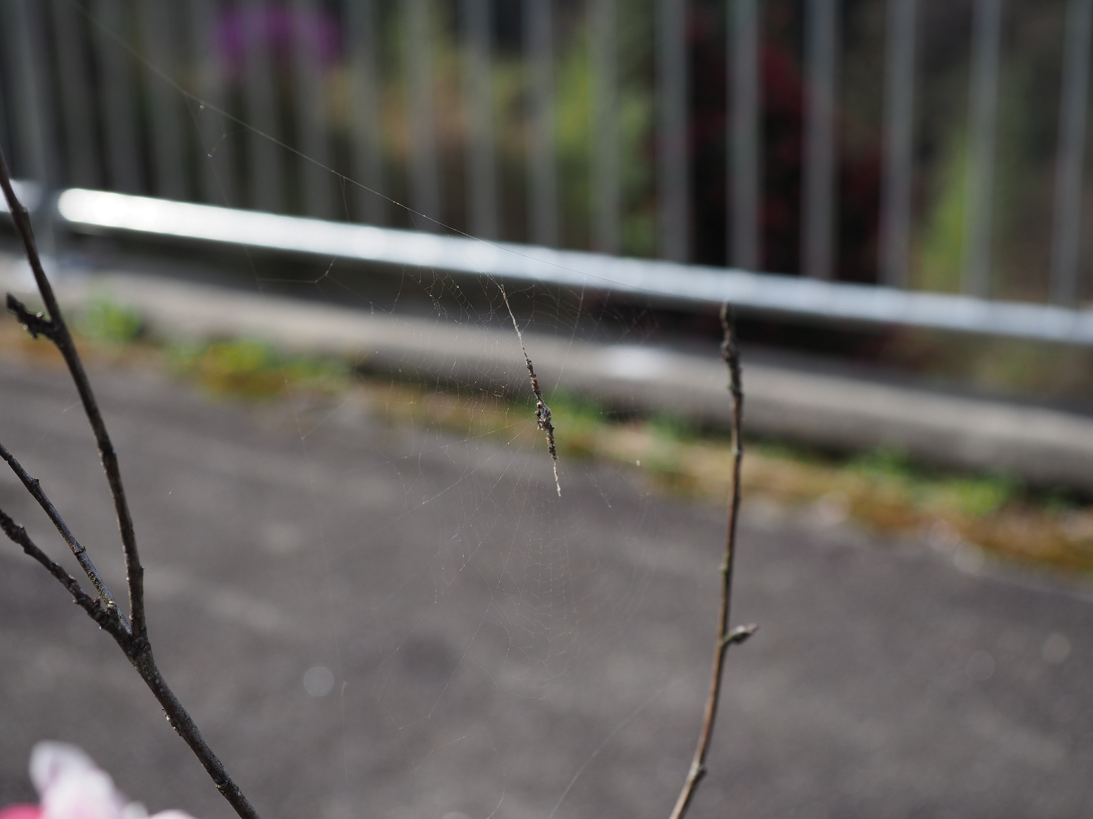 P4220202.jpg
