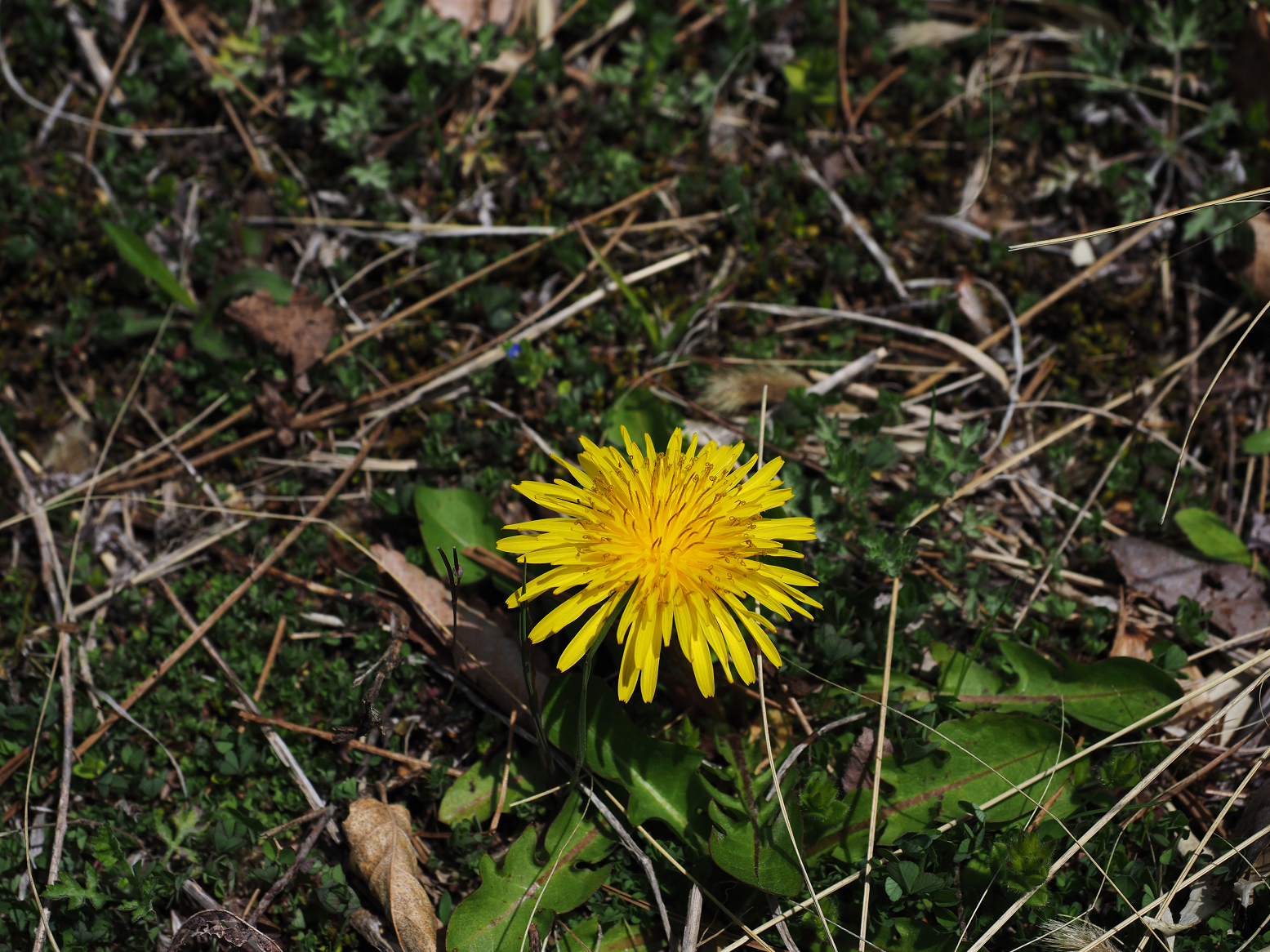 P4220231.jpg