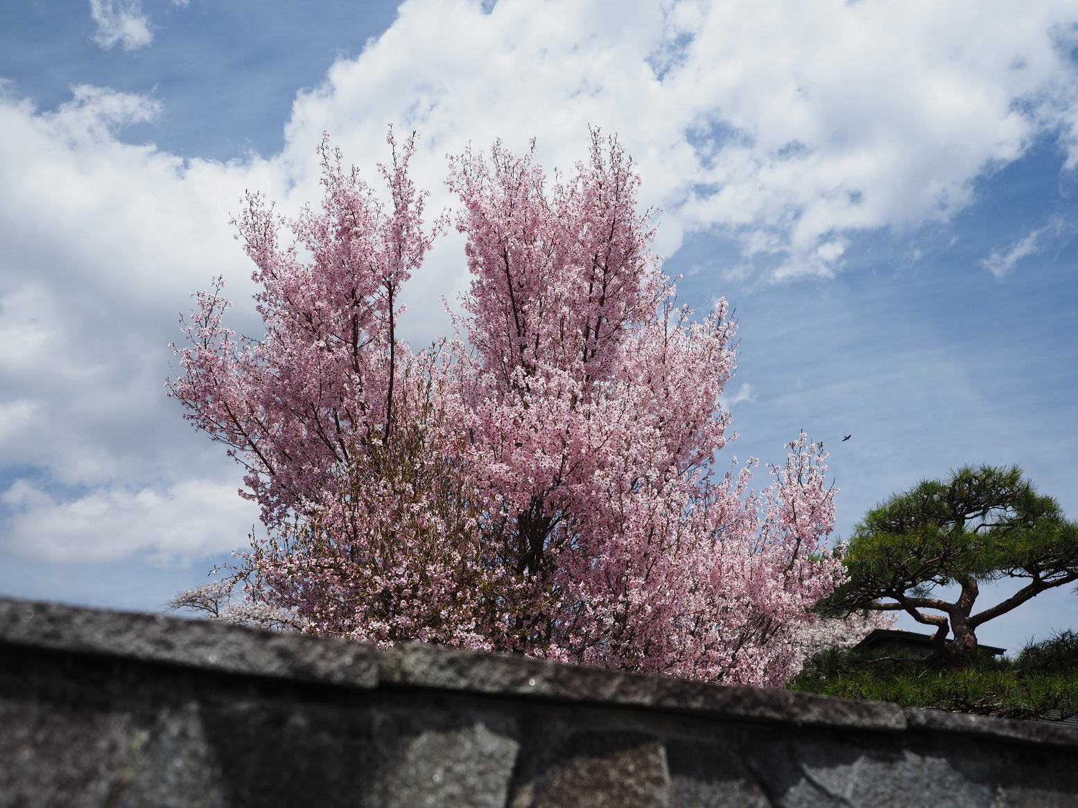 P4220258.jpg