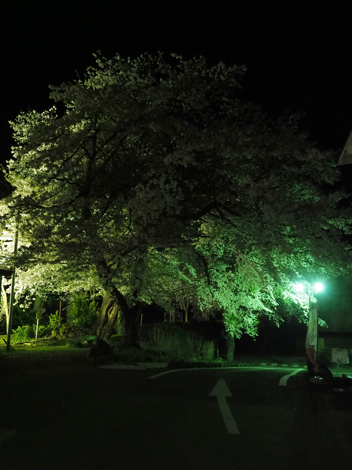 P4300042.jpg