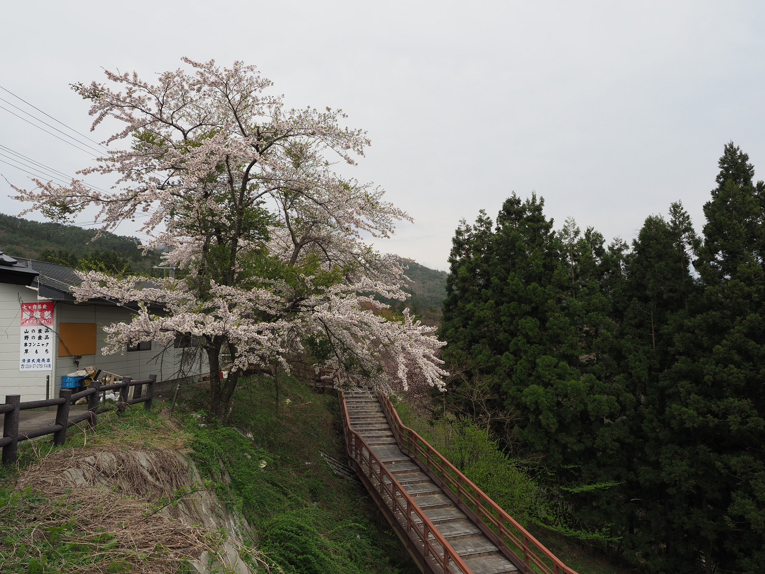 P5010477.jpg