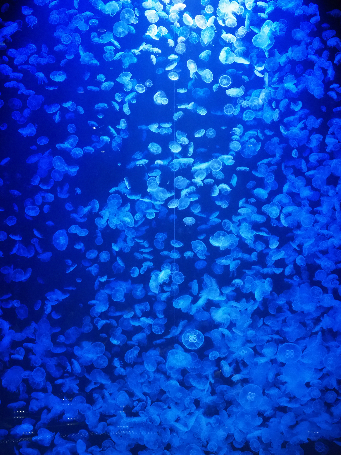 P5050118.jpg