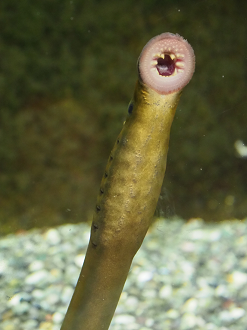 P5050165_thumb.png