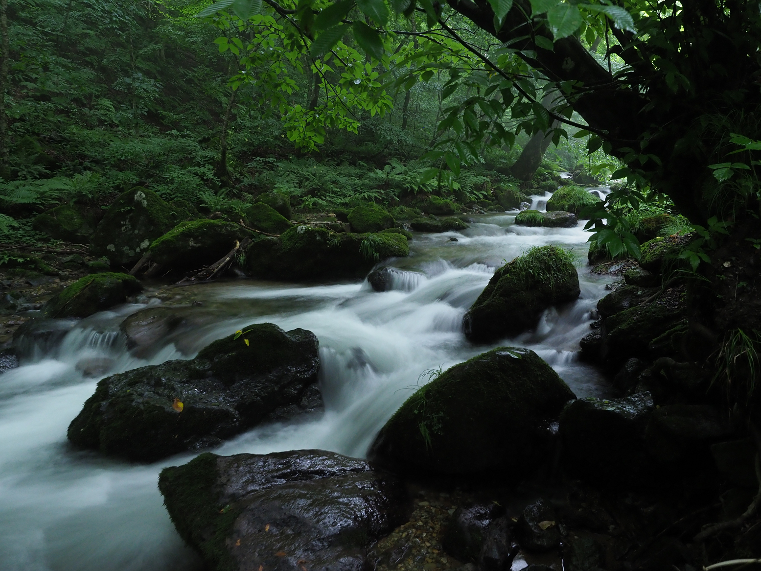 P7140020.jpg