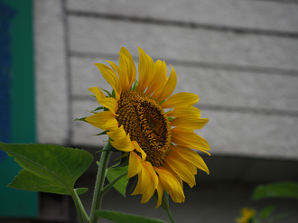 P7140104_thumb.png