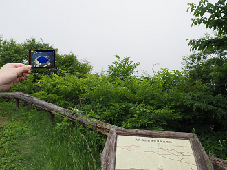 P7140385_thumb.png