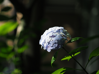 P7150781_thumb.png