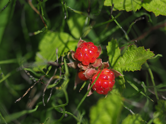 P7151040_thumb.png