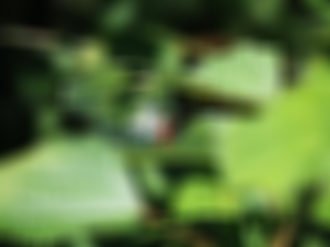 P9020010_thumb.png