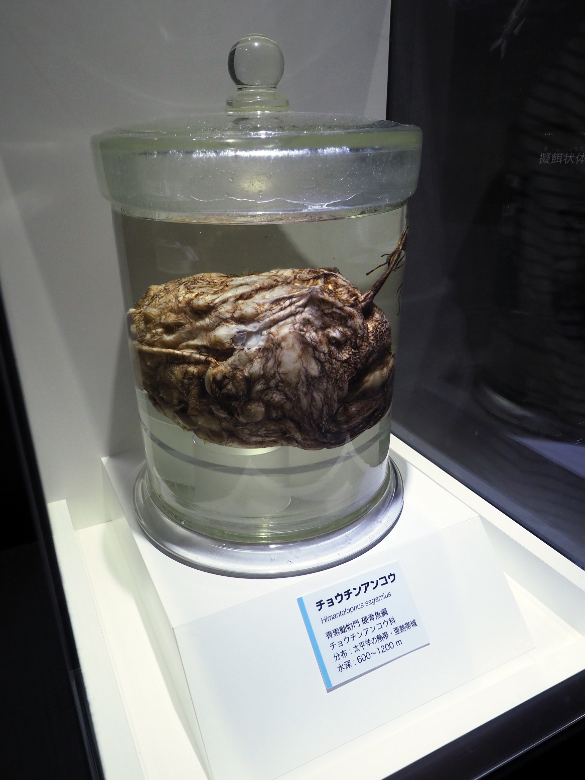 P9020120.jpg