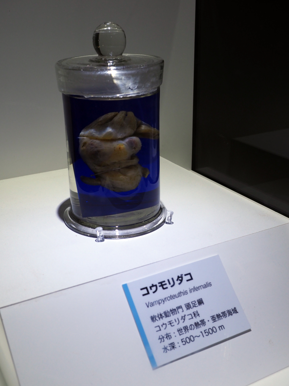 P9020124.jpg
