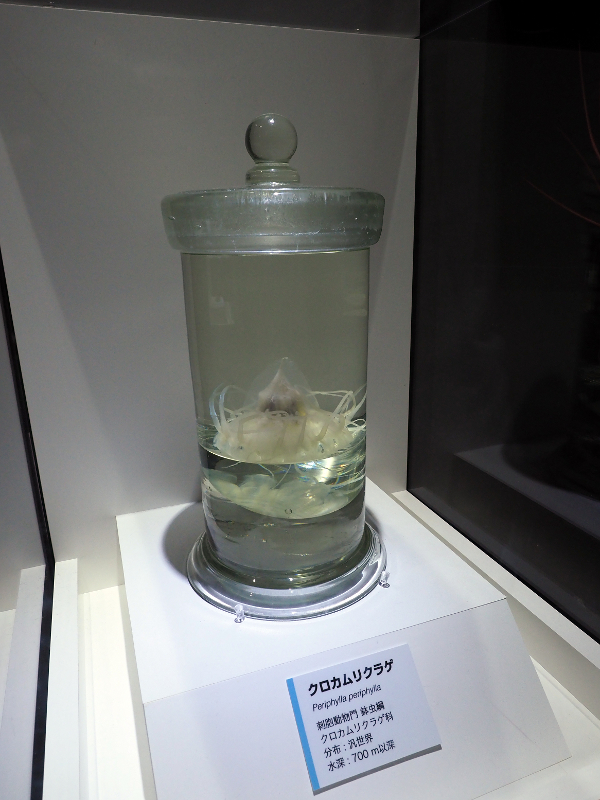 P9020127.jpg