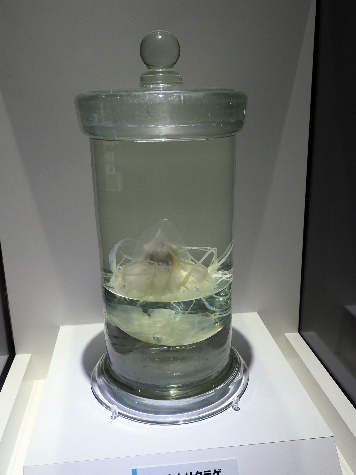 P9020129.jpg