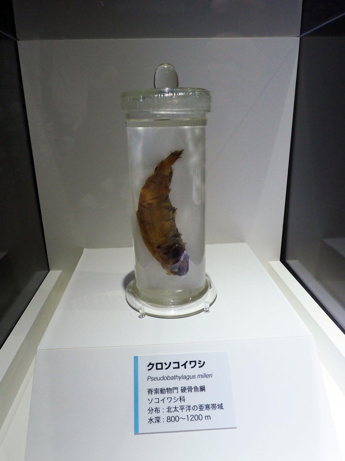 P9020135.jpg