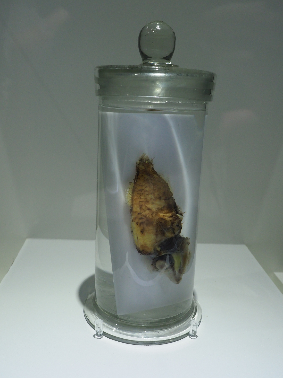 P9020138.jpg